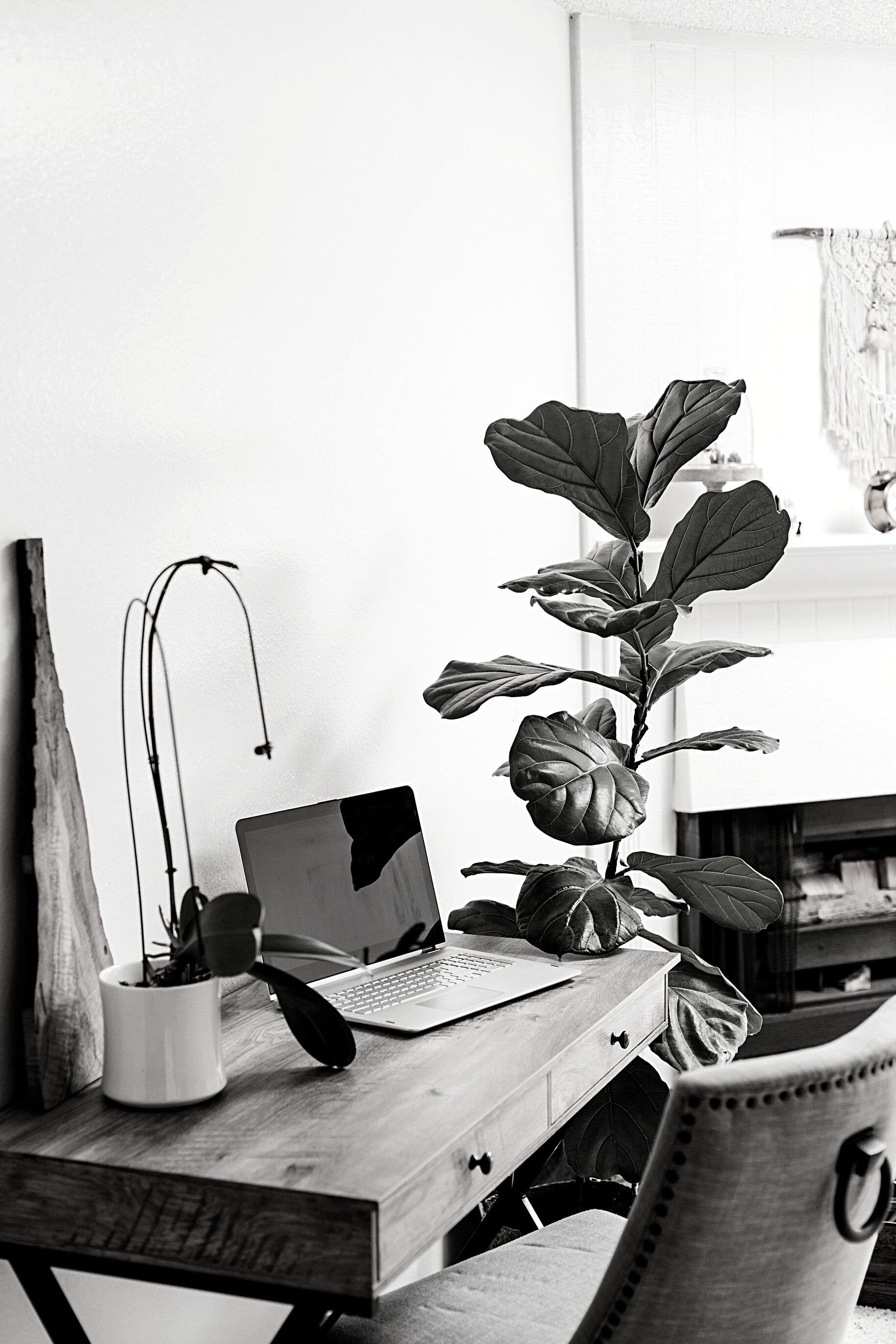 Working desk with laptop and house plants